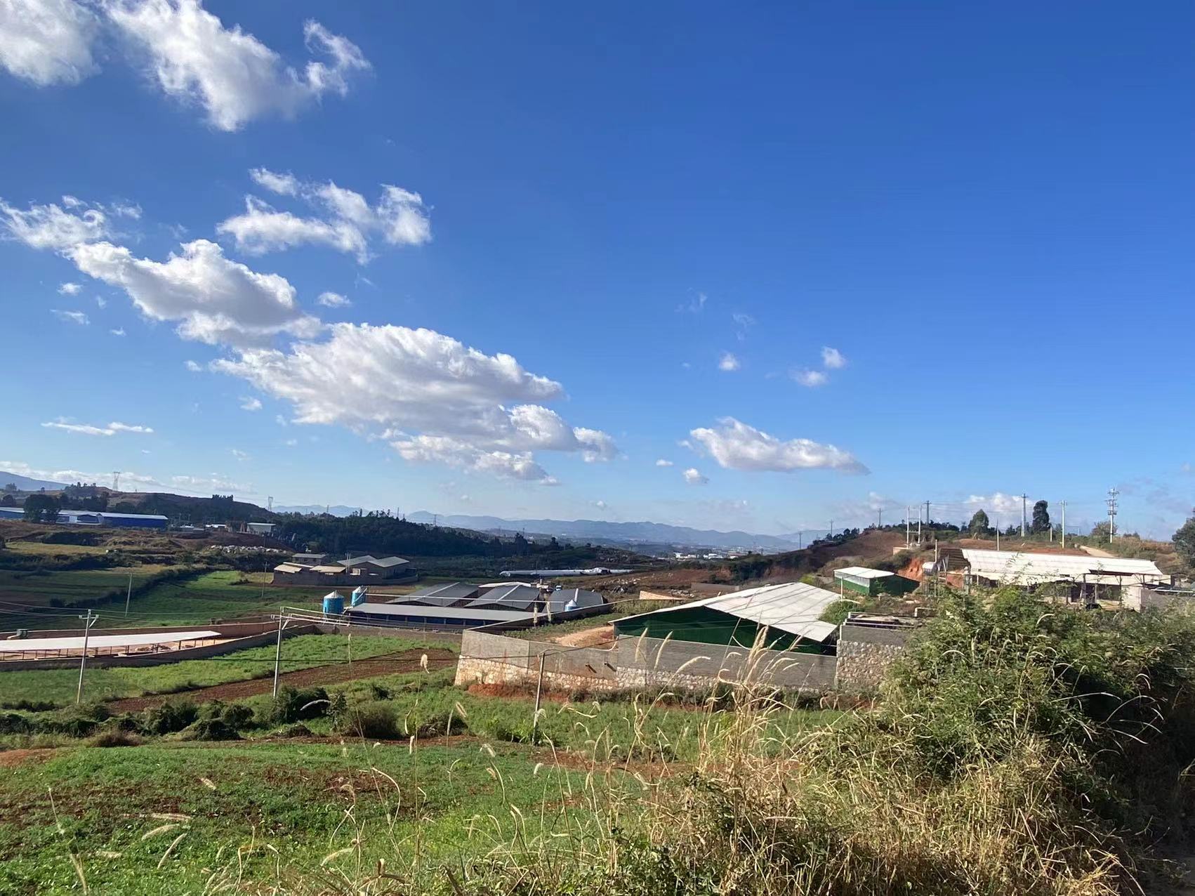 豬價（jià）“滿堂（táng）紅”，瘋狂上漲（zhǎng）“攔不住”！豬價大局已定！